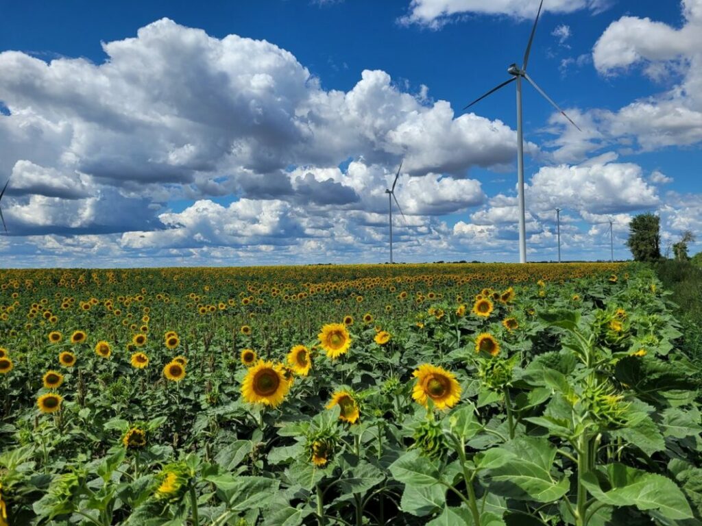 Octopus wind farms. Image: Octopus Energy