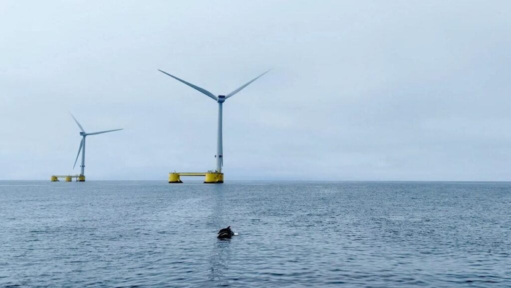 dolphins in front of offshore wind turbines