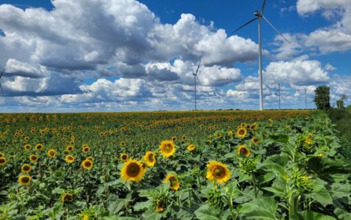 Octopus wind farms. Image: Octopus Energy