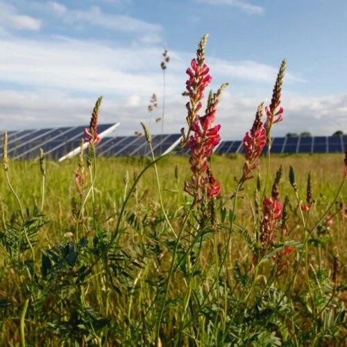 Solar_and_flowers_-_credit_Eden_Solar