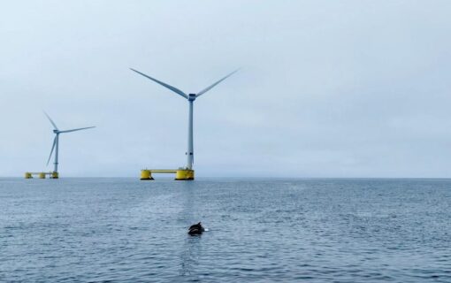 dolphins in front of offshore wind turbines