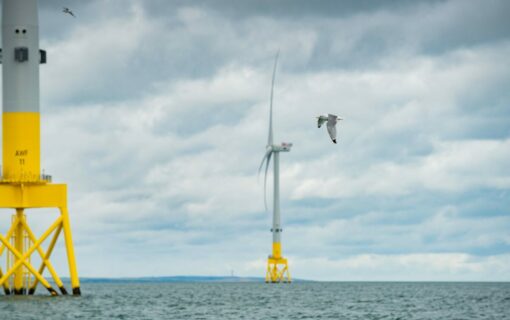 Kittiwake in flight at Aberdeen Offshore Wind Farm. Image: Vattenfall